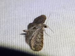 Eupithecia misturata