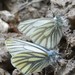 Mariposas de la Col Y Parientes - Photo (c) robertweeden, algunos derechos reservados (CC BY-NC), subido por robertweeden