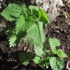 Urtica gracilenta