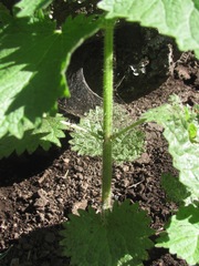Urtica gracilenta