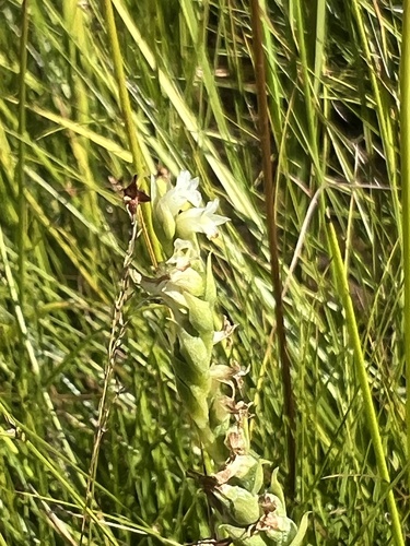 Image of Spiranthes perexilis by no rights reserved