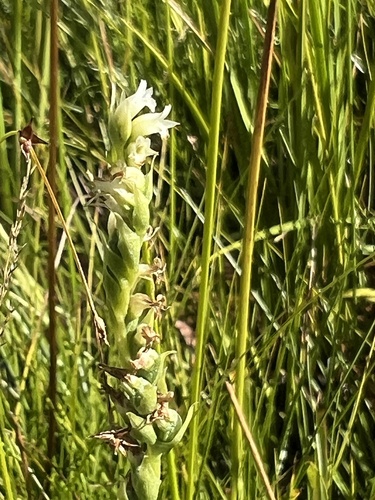 Image of Spiranthes perexilis by no rights reserved