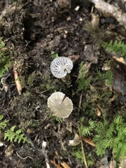 Hydropus praedecurrens