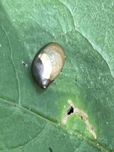 Succinea retusa, 2024-08-08