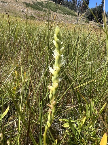 Image of Spiranthes perexilis by no rights reserved