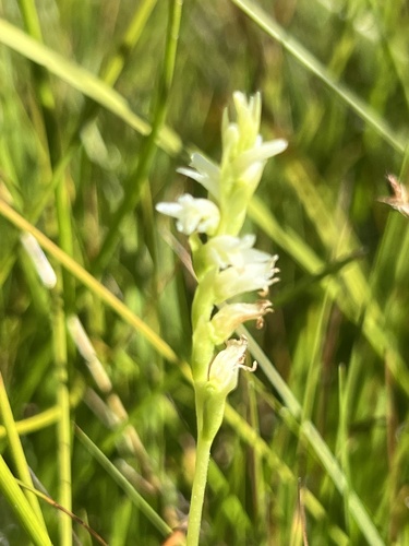 languid ladies'-tresses (Spiranthes perexilis)