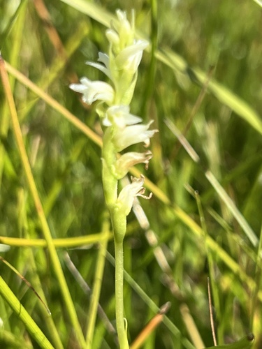 Image of Spiranthes perexilis by no rights reserved