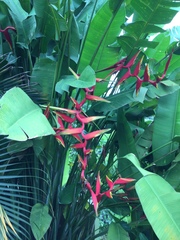 Heliconia × rauliniana