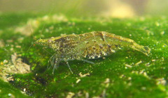 Neocaridina palmata