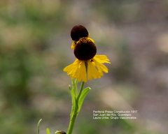 Helenium mexicanum