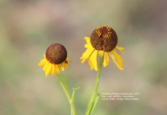 Helenium mexicanum