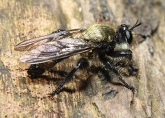 Laphria divisor