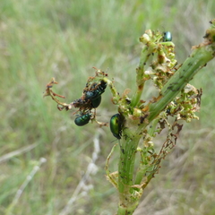 Gastrophysa cyanea