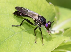 Eudioctria