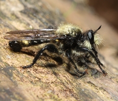Laphria divisor