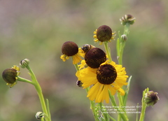 Helenium mexicanum