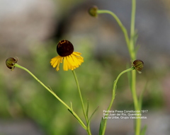 Helenium mexicanum