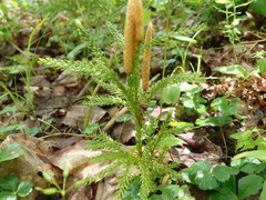 Dendrolycopodium hickeyi