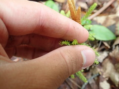 Dendrolycopodium hickeyi