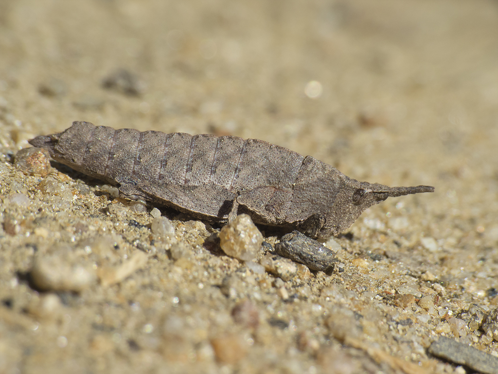 Tropidostethini