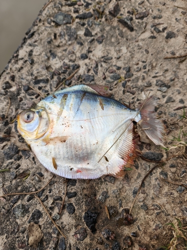 Silver Dollar fish (Mylossoma duriventre) — Serrasalmidae — 5