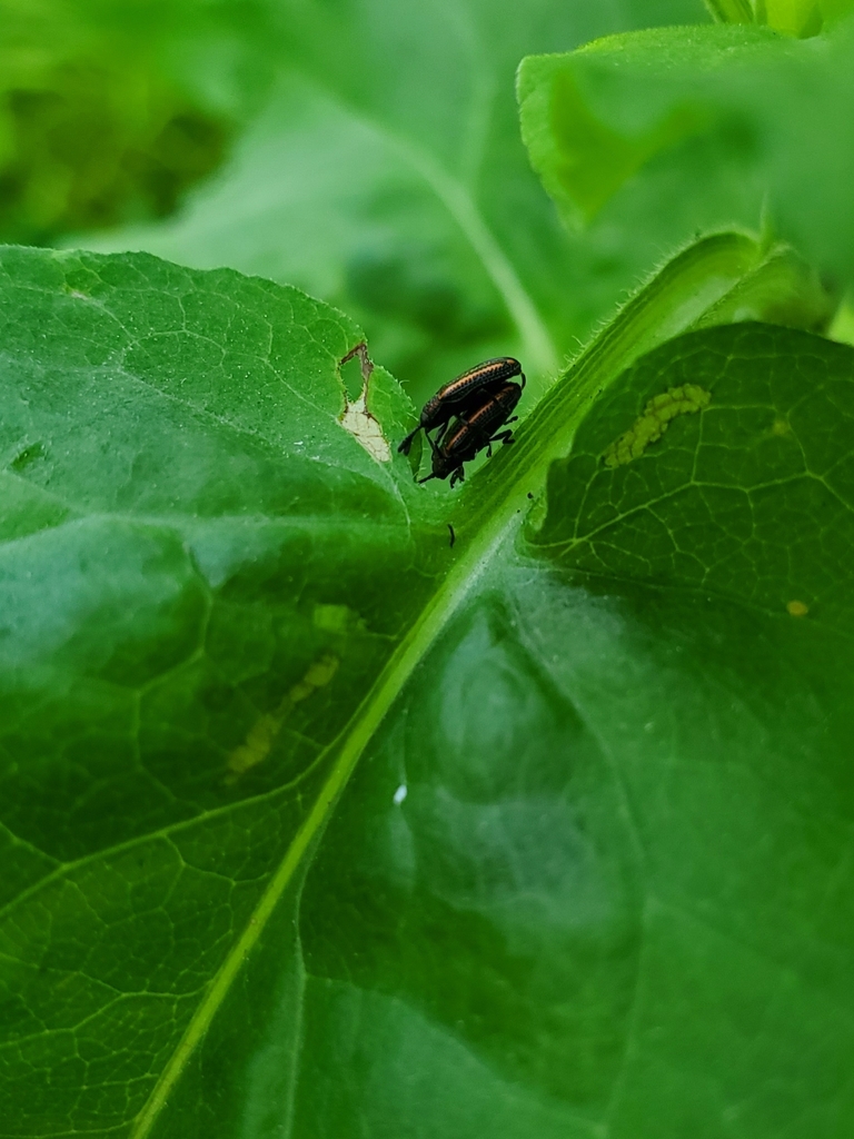 Microrhopala xerene from Batavia, IL, USA on June 10, 2019 at 1140 AM