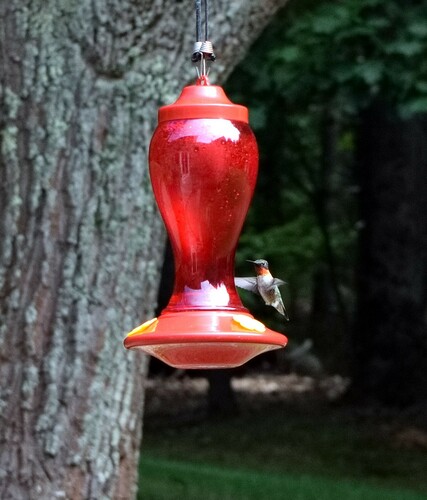 Ruby-throated Hummingbird photographed in New Hampshire