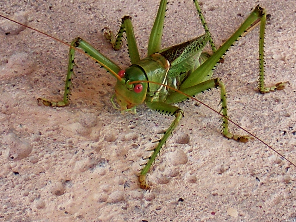 Greater Arid-land Katydid