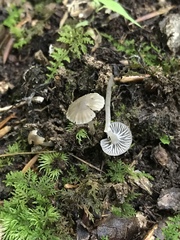 Hydropus praedecurrens