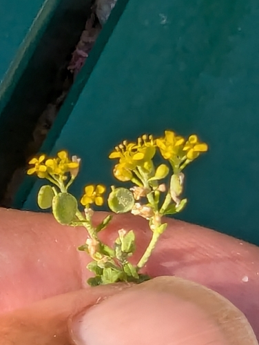 Image of Odontarrhena muralis by no rights reserved