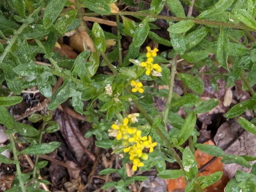 Image of Odontarrhena muralis by no rights reserved