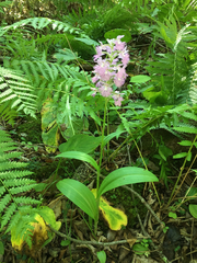 Platanthera grandiflora