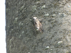Cicada orni