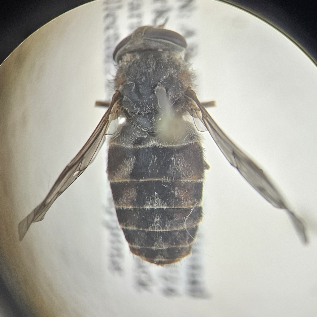 Brown-legged Horse Fly