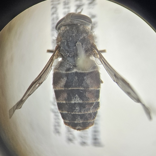 Brown-legged Horse Fly
