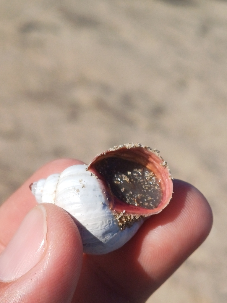 Bostryx erythrostoma