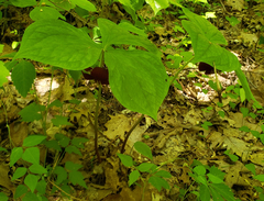 Trillium vaseyi