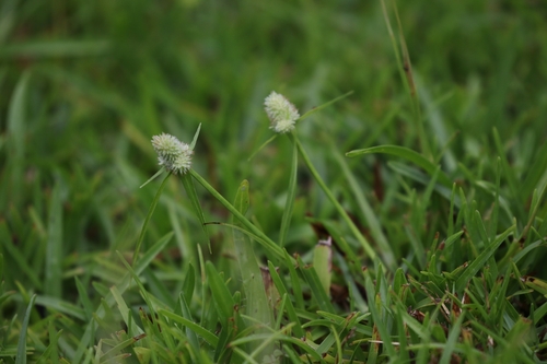 Cyperus sesquiflorus