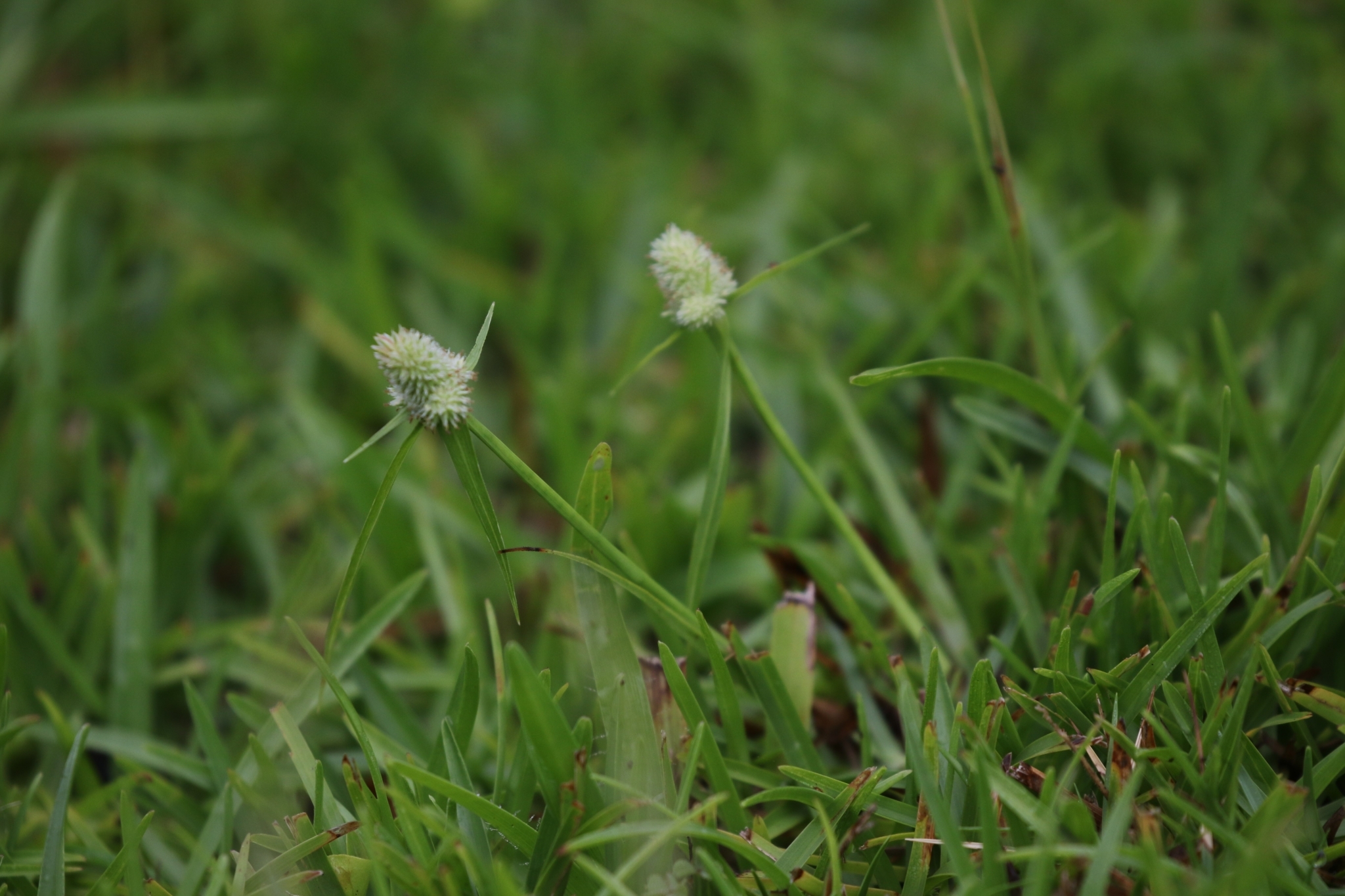 Cyperus sesquiflorus