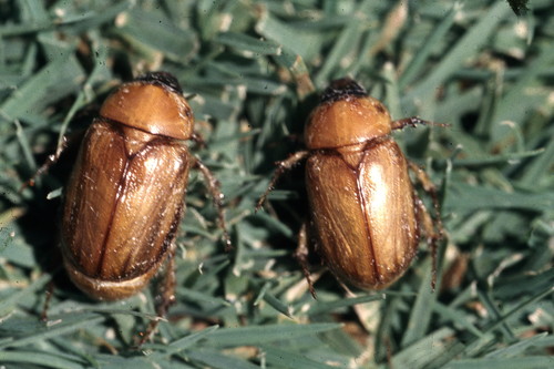 Western Masked Chafer photo 2