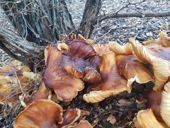 Armillaria luteobubalina