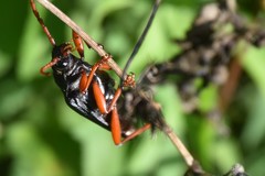 Elateropsis scabrosus