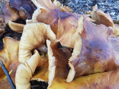 Armillaria luteobubalina