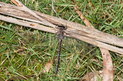 Austroaeschna multipunctata