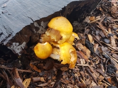 Armillaria luteobubalina