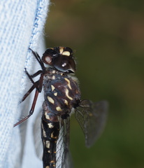 Austroaeschna multipunctata