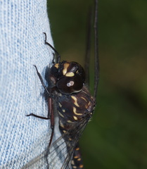 Austroaeschna multipunctata