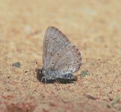 Celastrina lucia