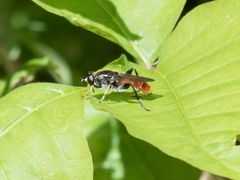 Xylota bicolor