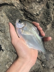 Hyperprosopon argenteum